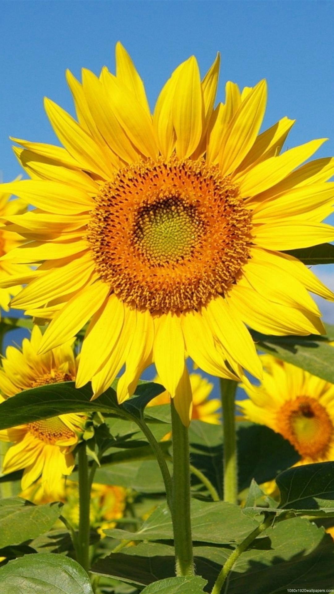 1080x1920 Sunflower Field Sky Wallpaper HD