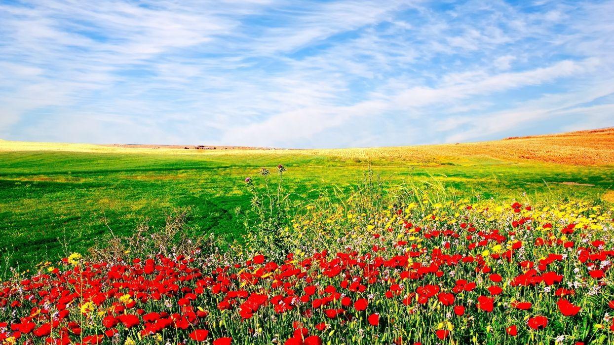 1244x700 Nature flowers sown field landscape sky wallpaperx1080