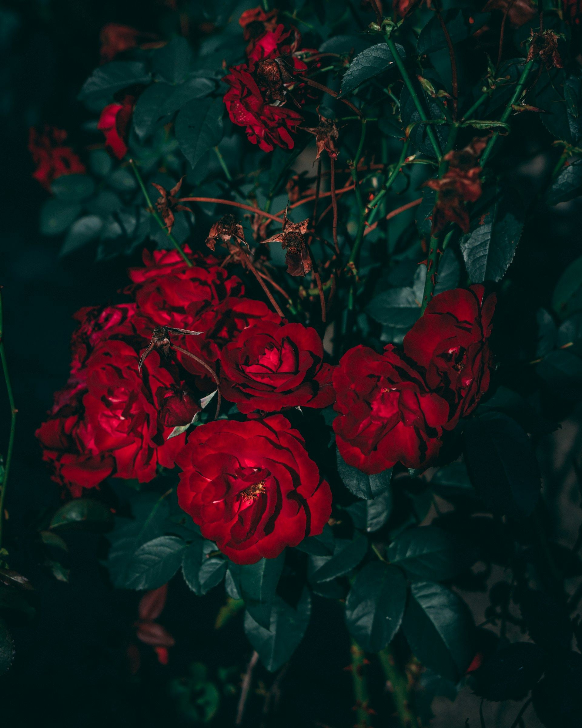 1920x2400 Free Muted Wallpaper [HQ Background Image]
