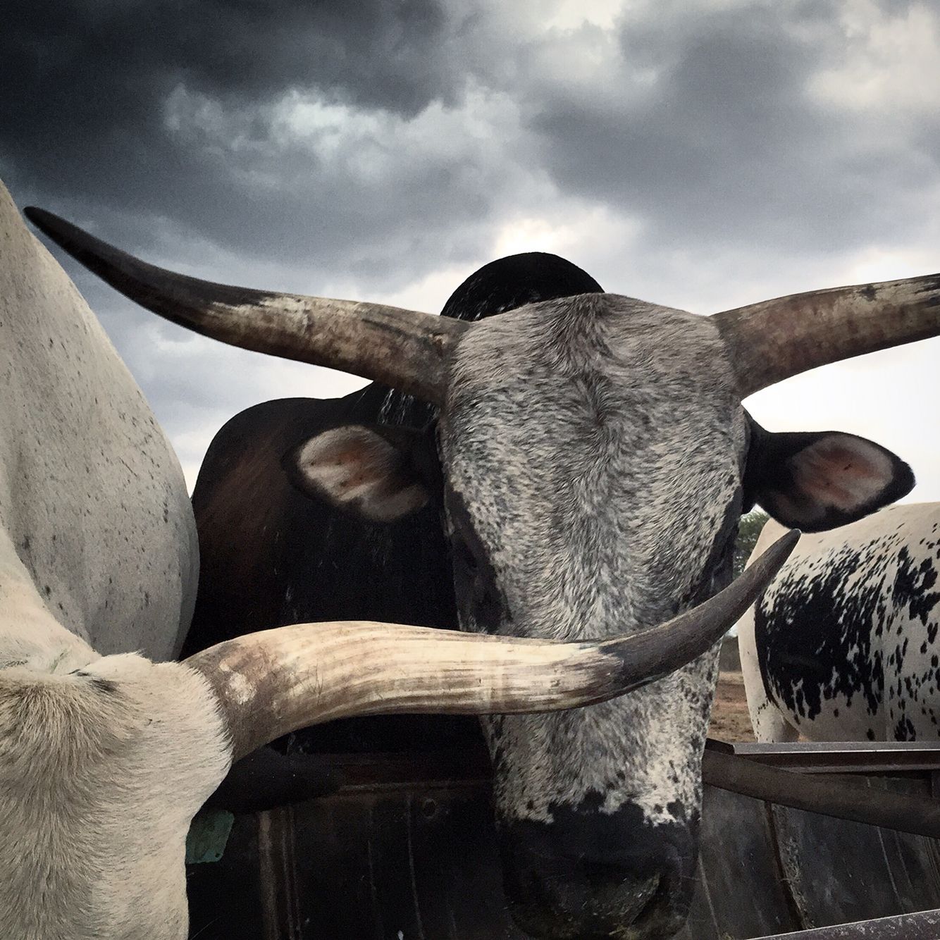 1334x1334 Discover 150 Nguni and nguni cows photography ideas. nguni cattle picture, nguni cow, nguni cows art and more
