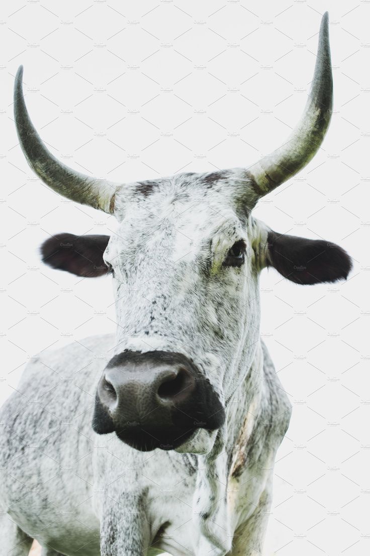 736x1104 Minimalist Nguni Cow Portrait, an Animal Photo by René Jordaan Photography