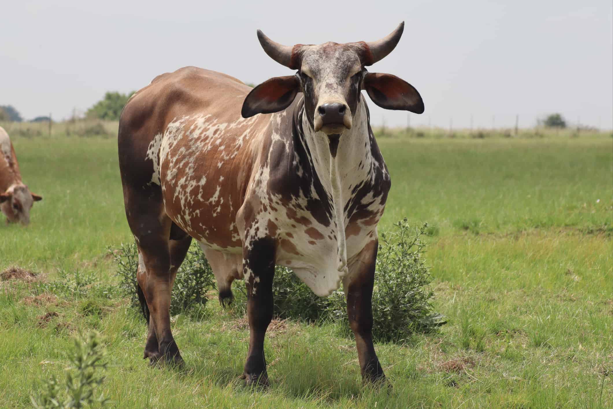 2121x1414 Nguni Cattle Animal Picture. A Z Animals