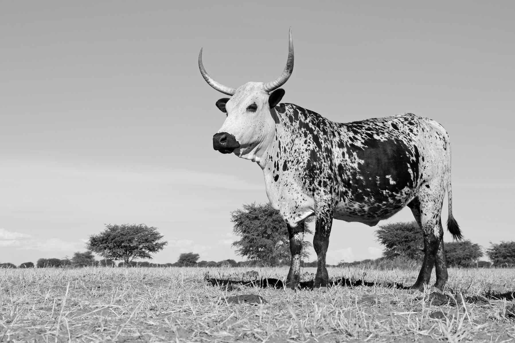 1796x1196 Proud Nguni Wall Art. Canvas & Framed Prints