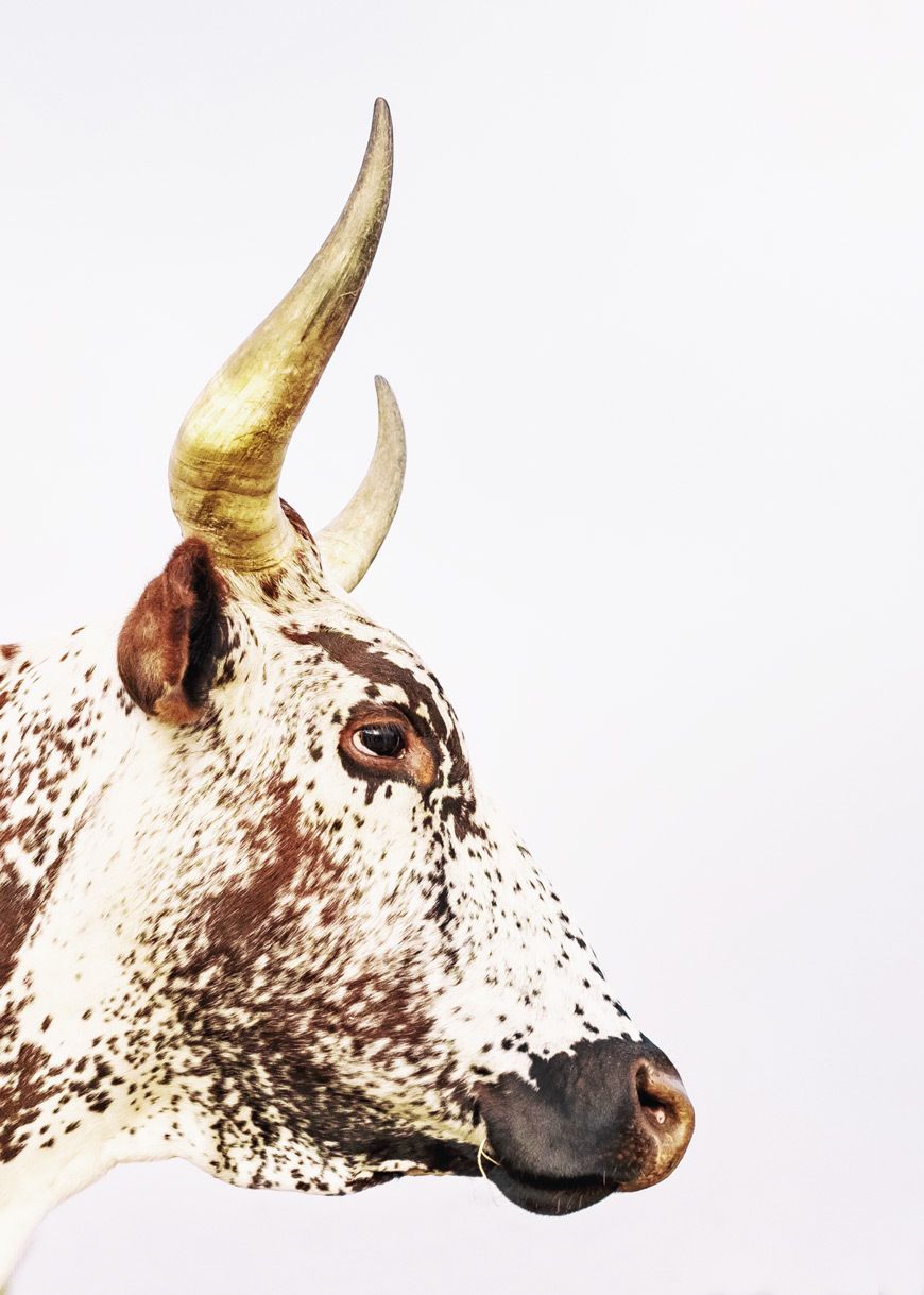 870x1219 Nguni Side Profile • Canvas Nguni Wall Art