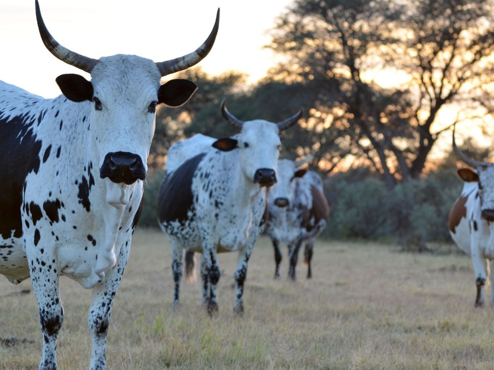 1600x1200 The History and Significance of Nguni Cowhides in African Culture Cow Skins