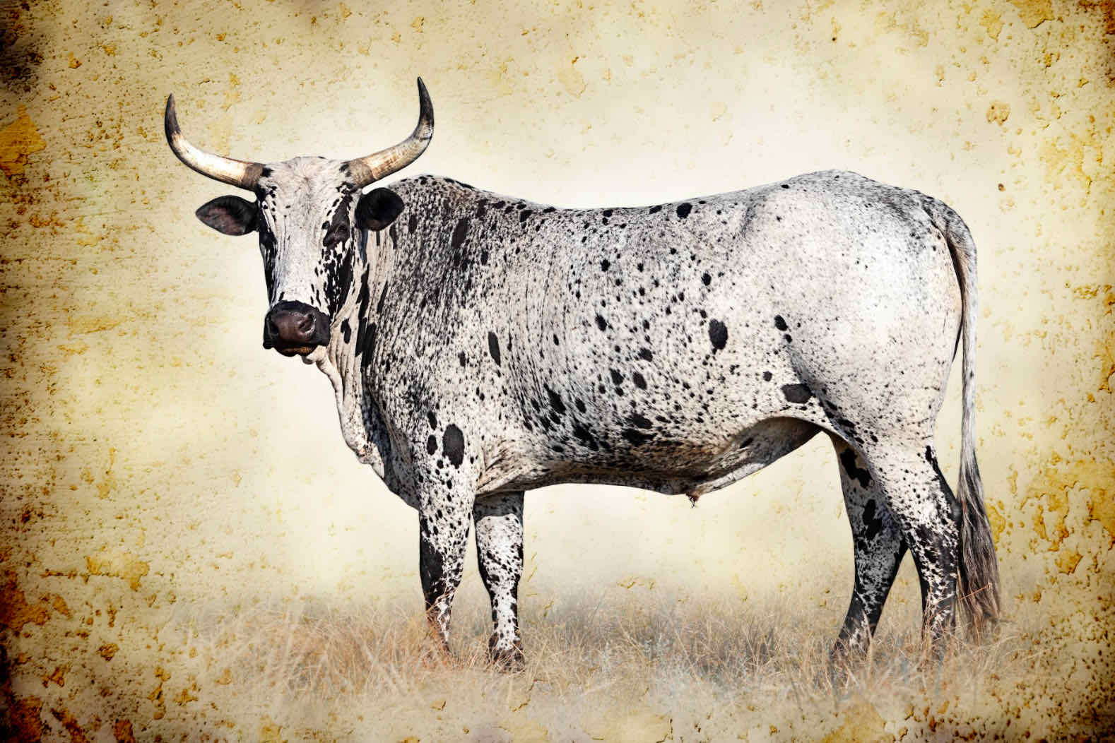 1578x1052 Nguni Ox Wall Art. Canvas & Framed Prints