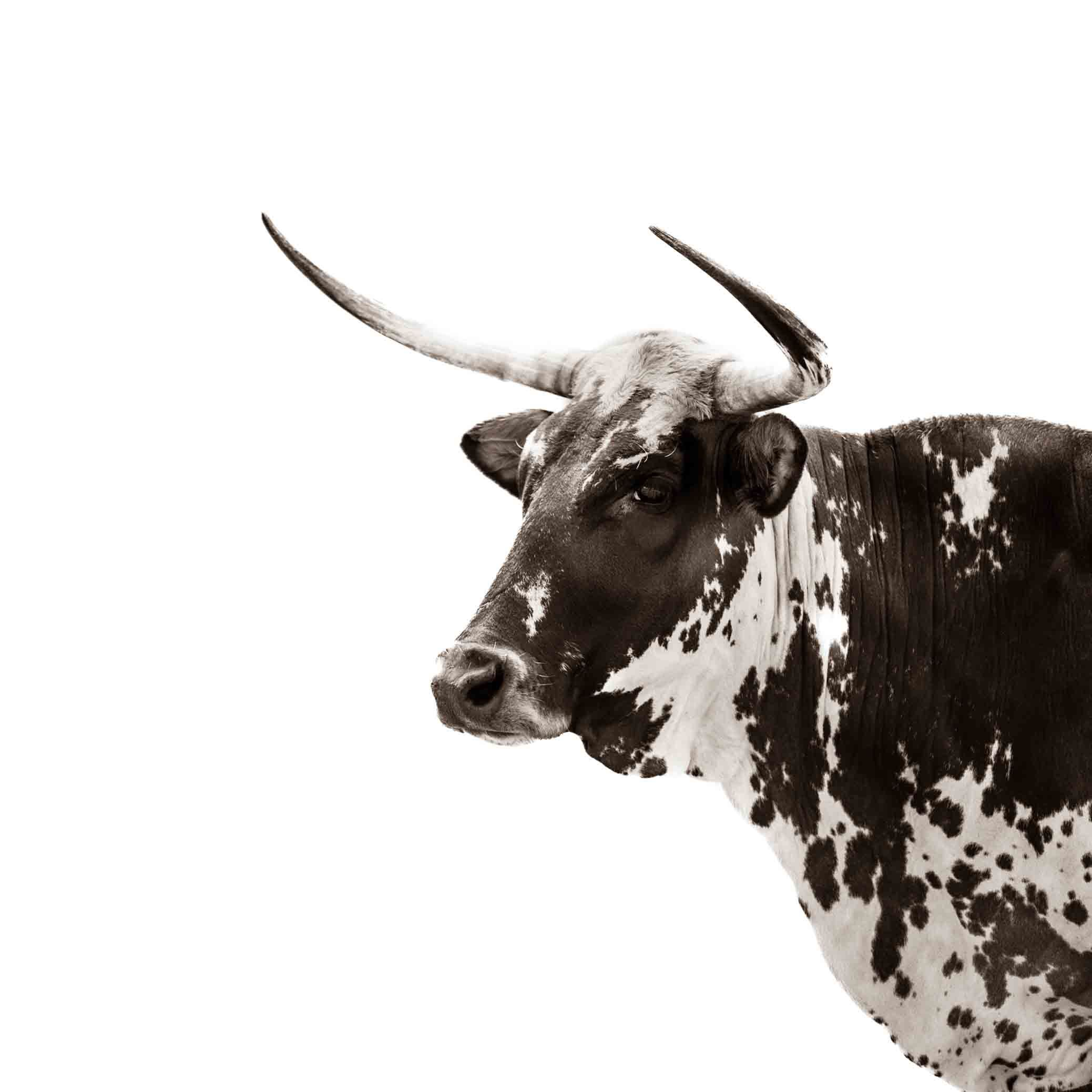 2077x2077 Nguni Cattle 003