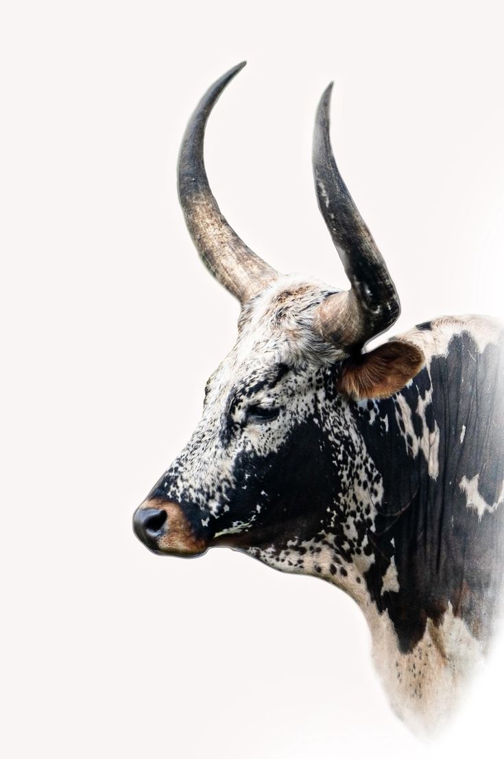 735x1107 Art mural numérique, vache, vache nguni, animal de la ferme, affiche imprimable, art mural vache, décoration murale, fond blanc