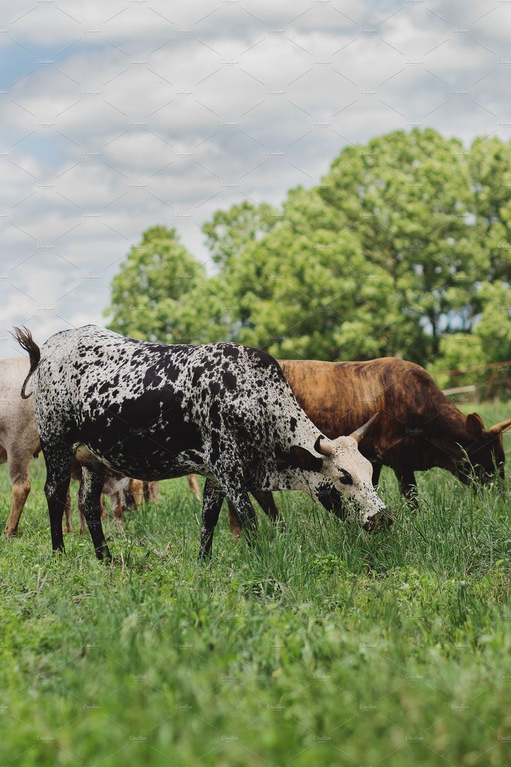 736x1104 Nguni Cows Grazing by René Jordaan Photography on @creativemarket