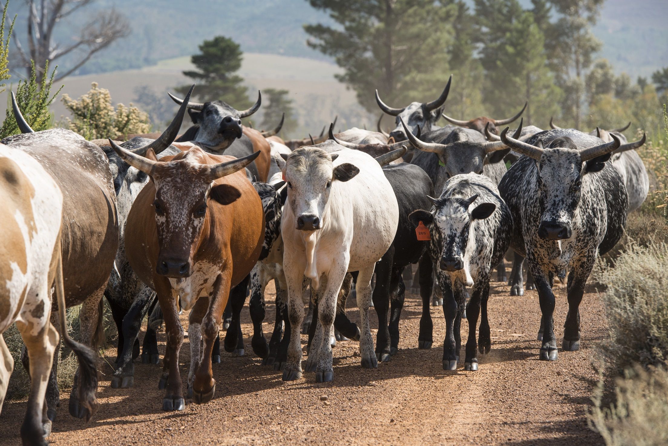 2208x1473 Nguni Archives