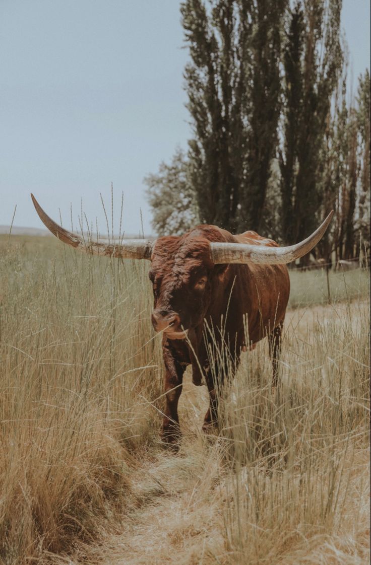 736x1122 Nguni cow in a grassy field. Western picture aesthetic, Western photo for photo wall, Western
