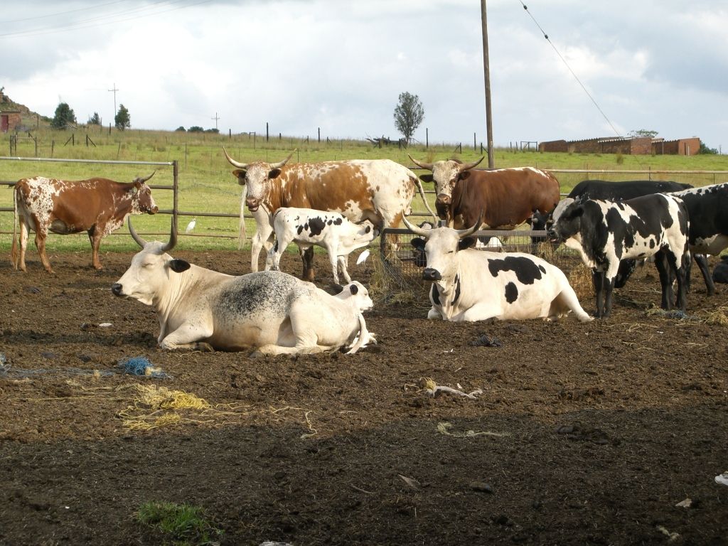 1024x768 Nguni