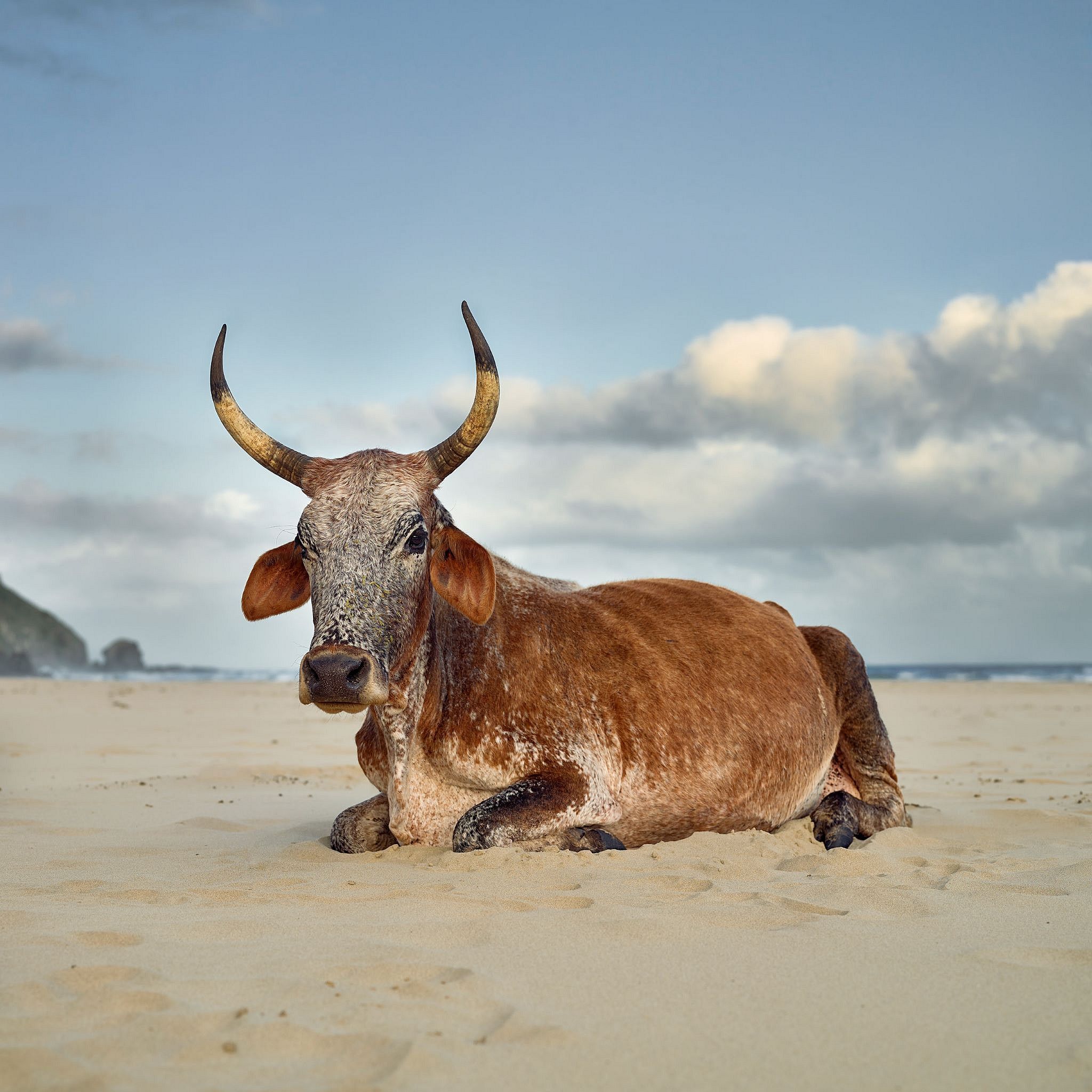 2048x2048 DANIEL NAUDÉ. Xhosa bull on the shore, Eastern Cape, South Africa, 12 April 2018 (Xhosa Cattle on the shore), 2018. Everard Read London