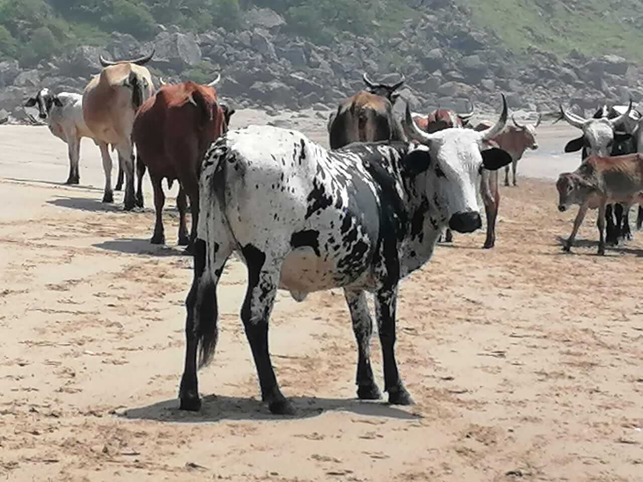 1280x960 Of Cash Cows, Beach Cows, Nguni Cows and Lobola Country Insurance Consultants