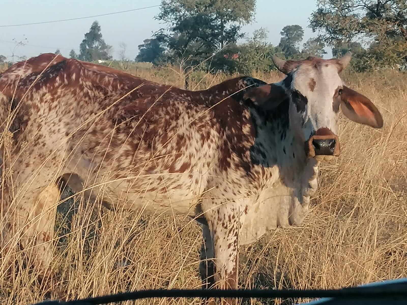 1600x1200 Of Cash Cows, Beach Cows, Nguni Cows and Lobola Country Insurance Consultants