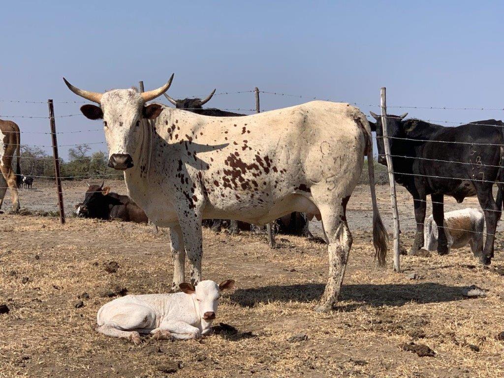 1024x768 Nguni Cattle Breed