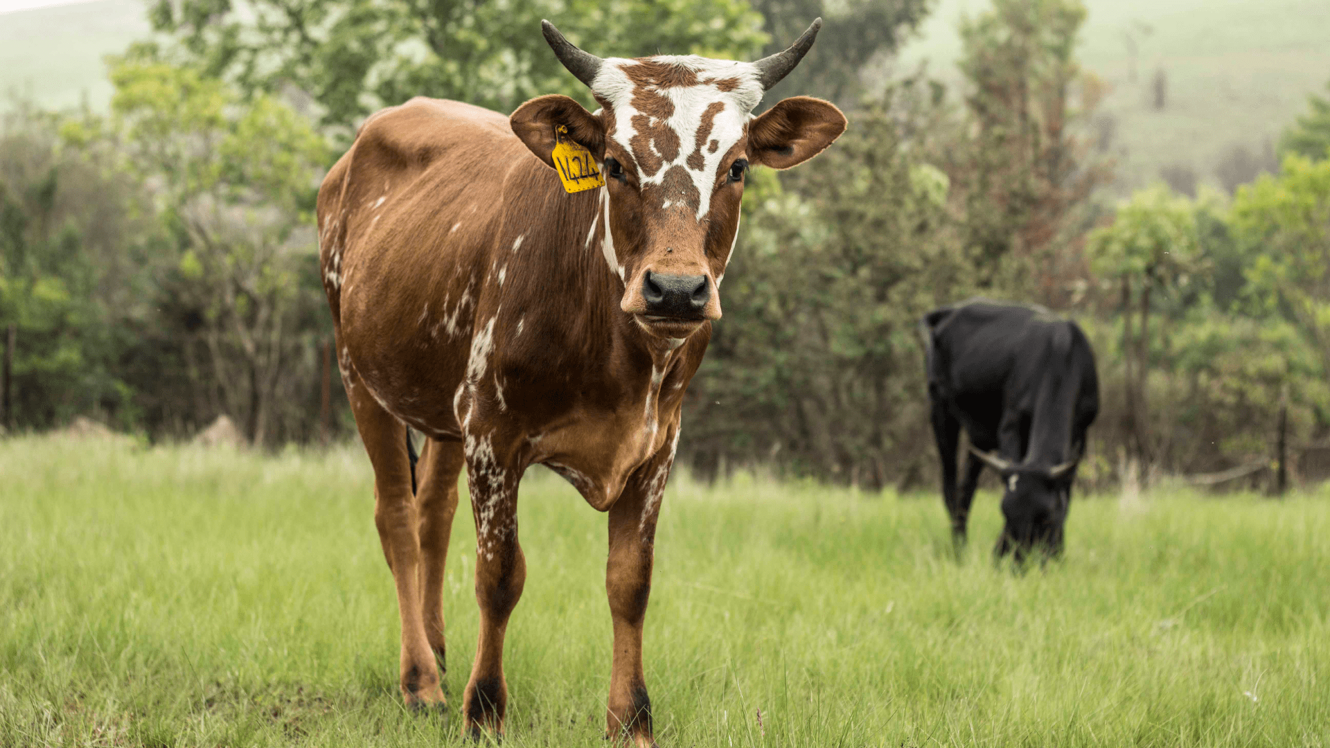 1920x1080 Nguni Range