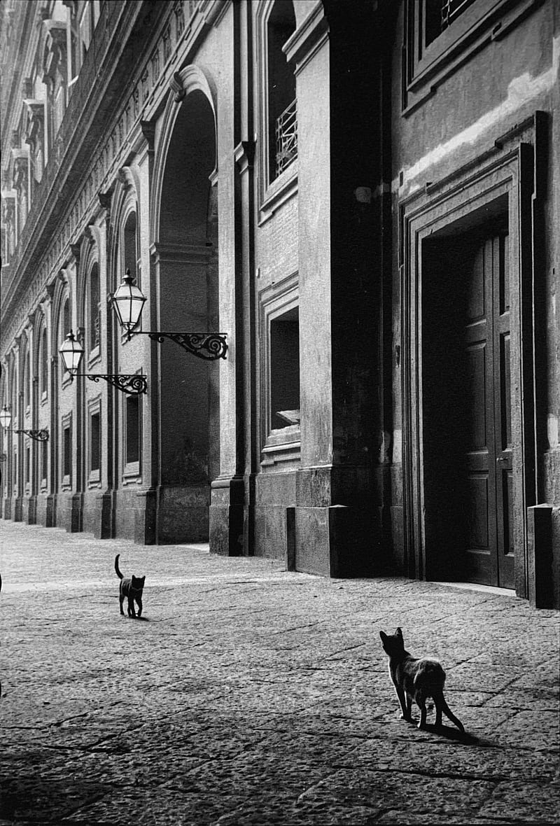 800x1180 Architecture, building, street, film grain, old, monochrome, cats, kittens, tiles, HD phone wallpaper