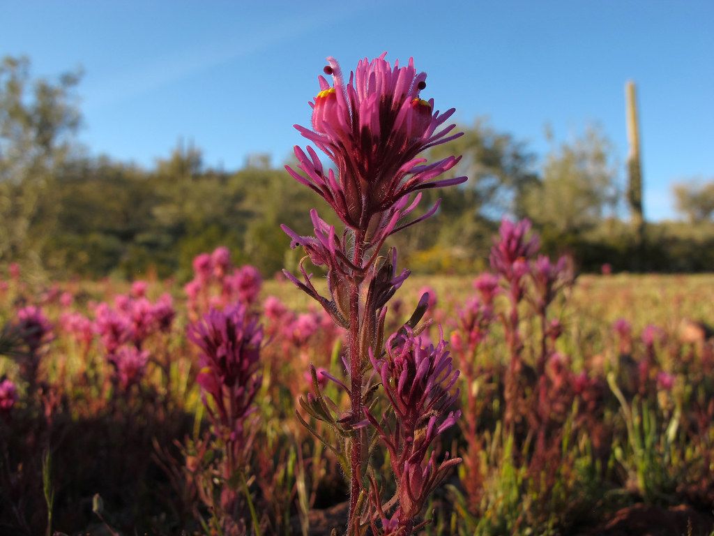 1024x768 Pink Stuff. Owl Clover adds some vivid color to the Sonoran