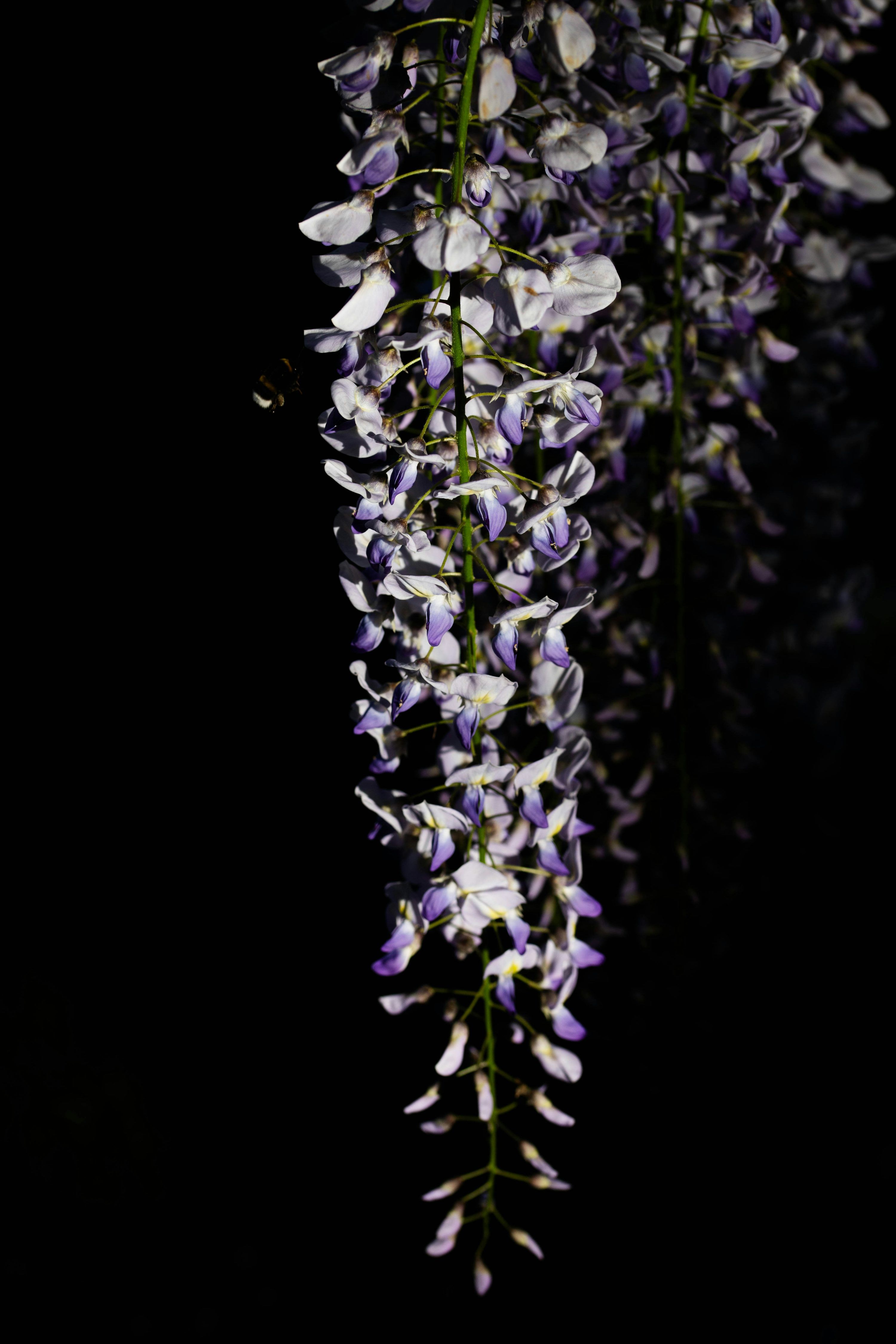 3000x4500 Wisteria flowers hang against a stark black background