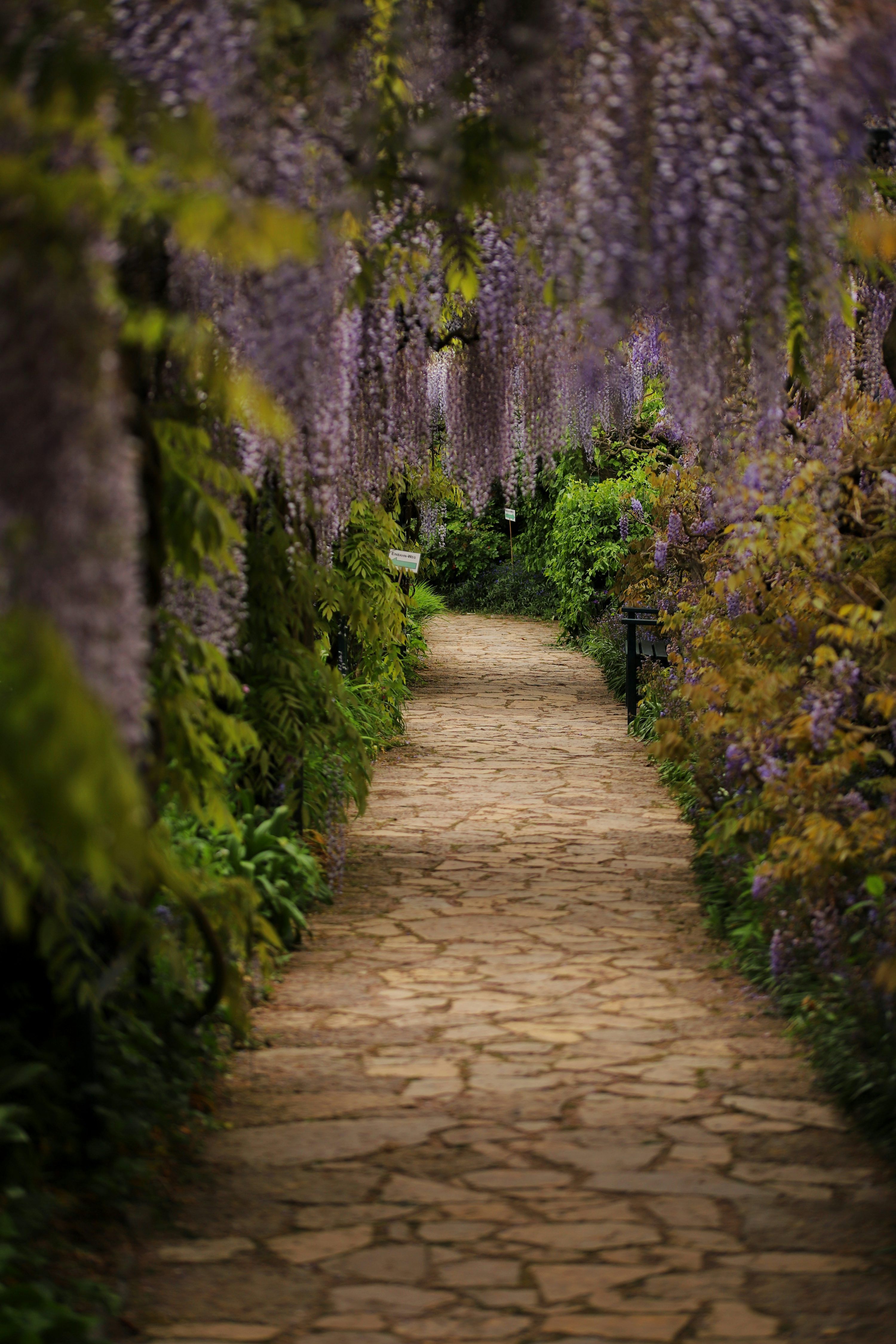 3000x4500 Wisteria Picture. Download Free Image