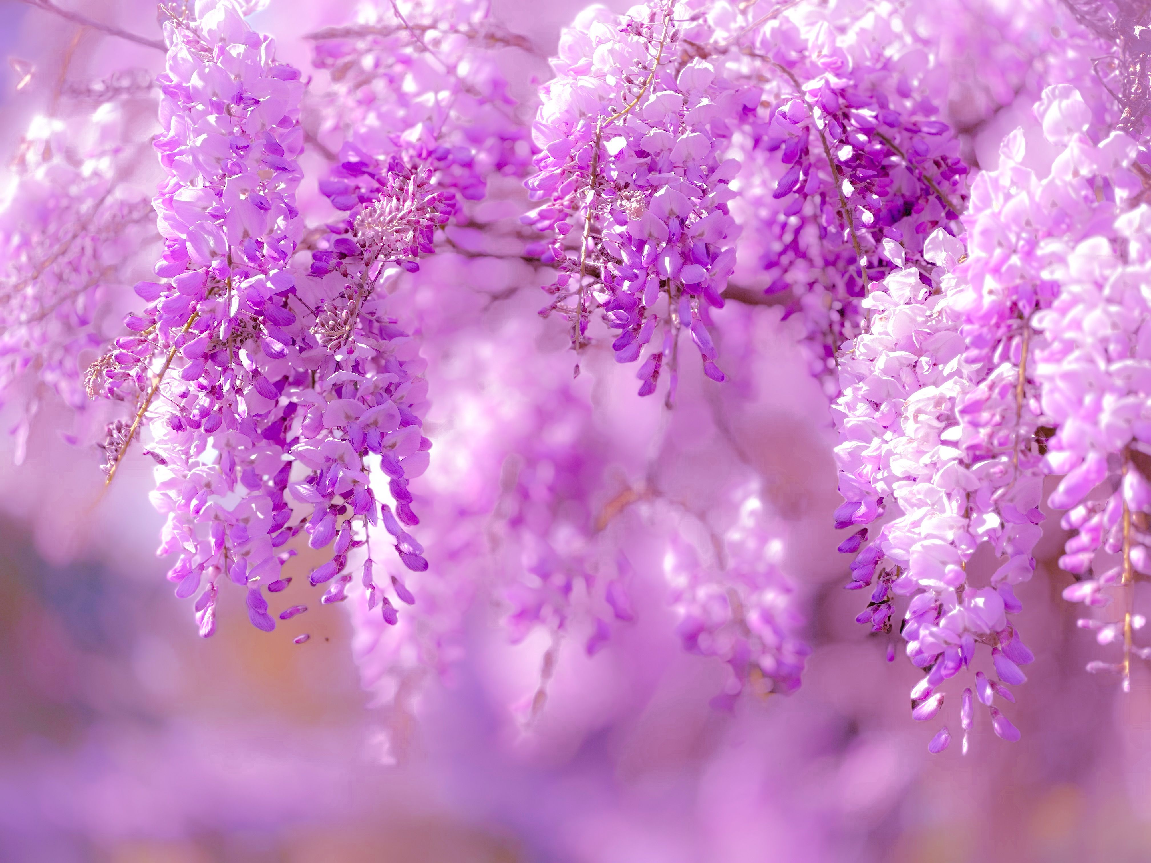 4032x3024 Flowers of Wisteria Vine · Free