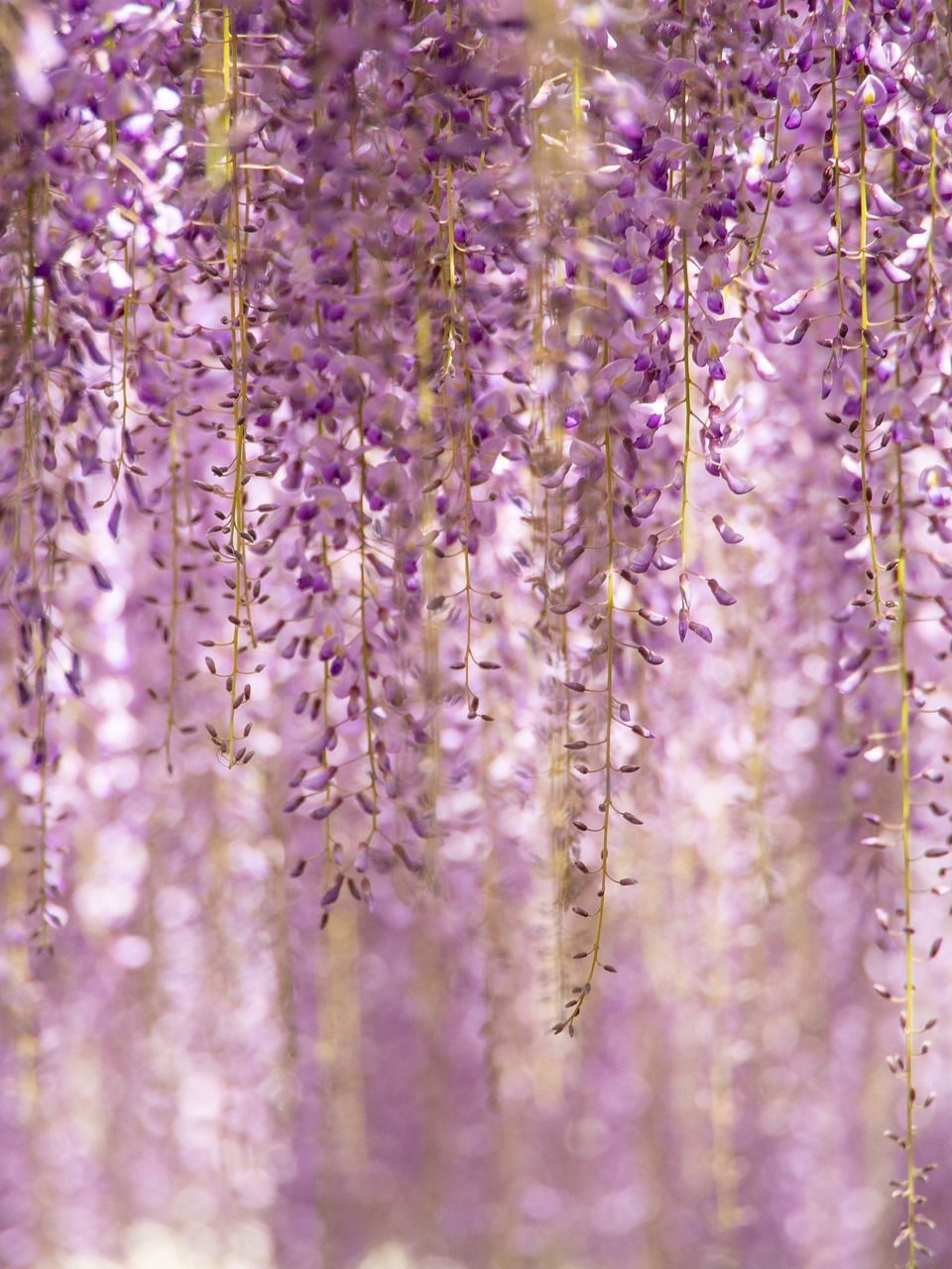 960x1280 Free Wisteria & Nature Image