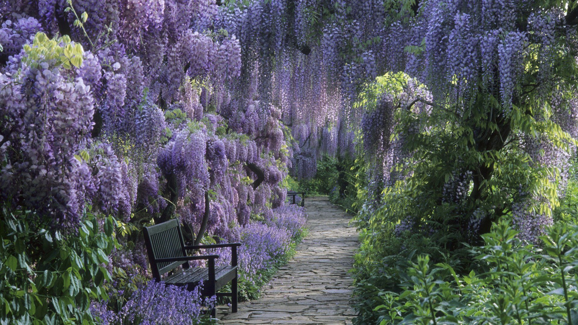 1920x1080 Serene Spring: A Wisteria Pathway HD Wallpaperx1080