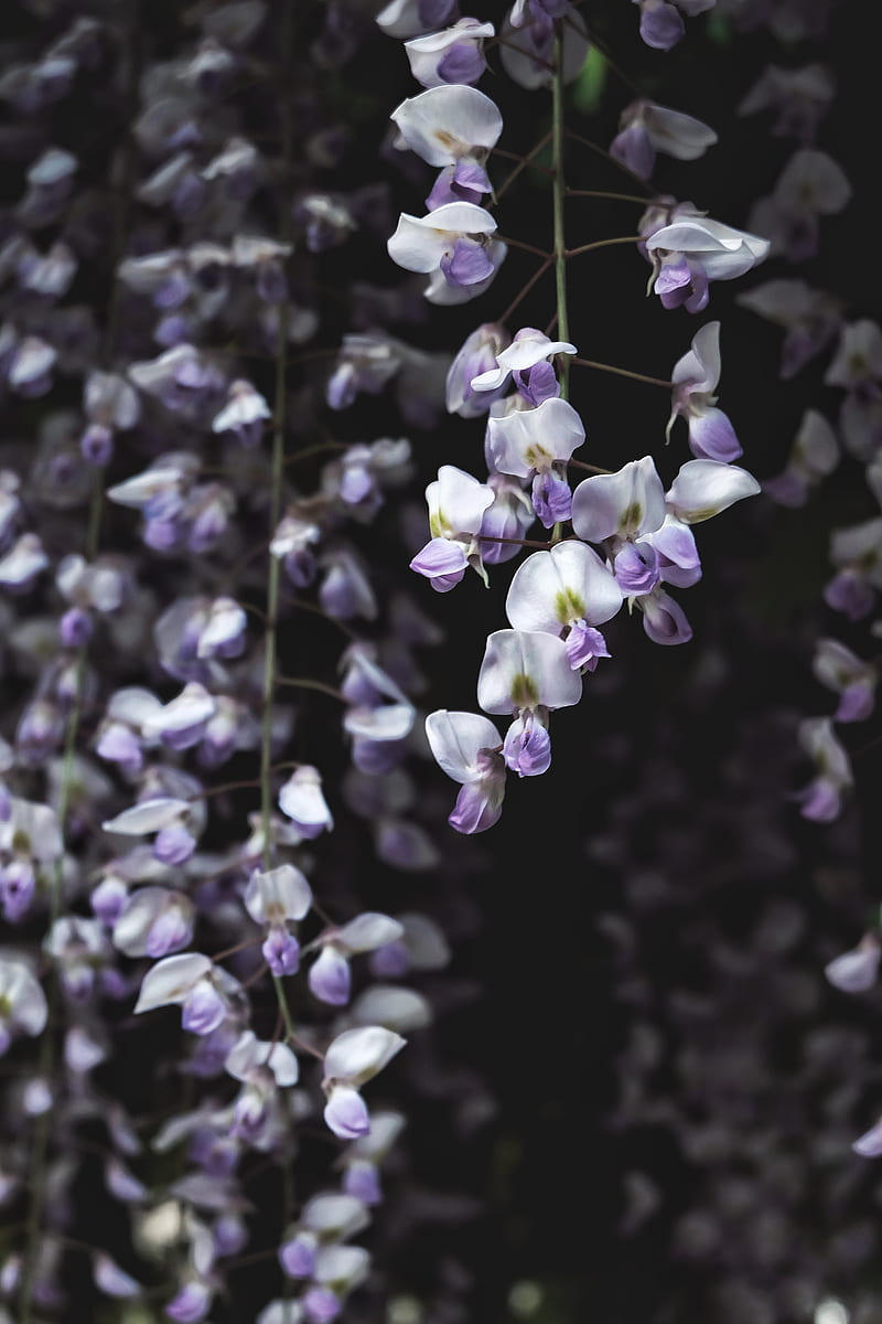 800x1200 Wisteria, flower, plant, flowering, HD phone wallpaper