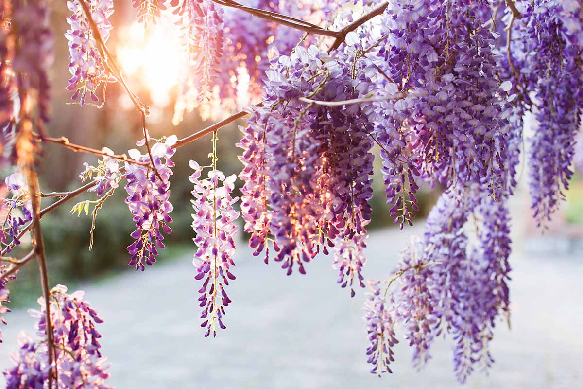 1200x800 Wisteria Growing Guides, Tips, and Info. Gardener's Path