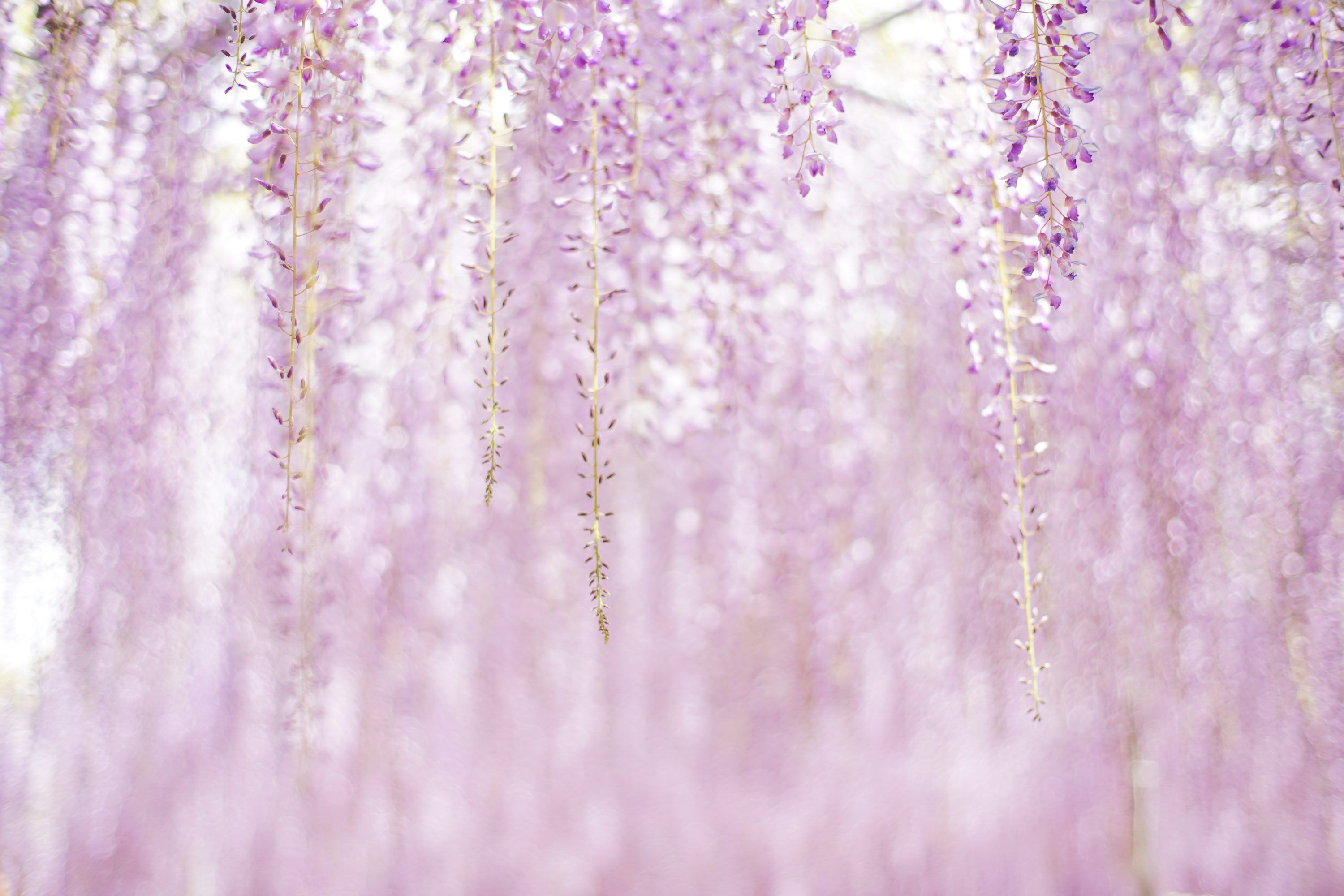 3000x2000 Wisteria Picture. Download Free Image