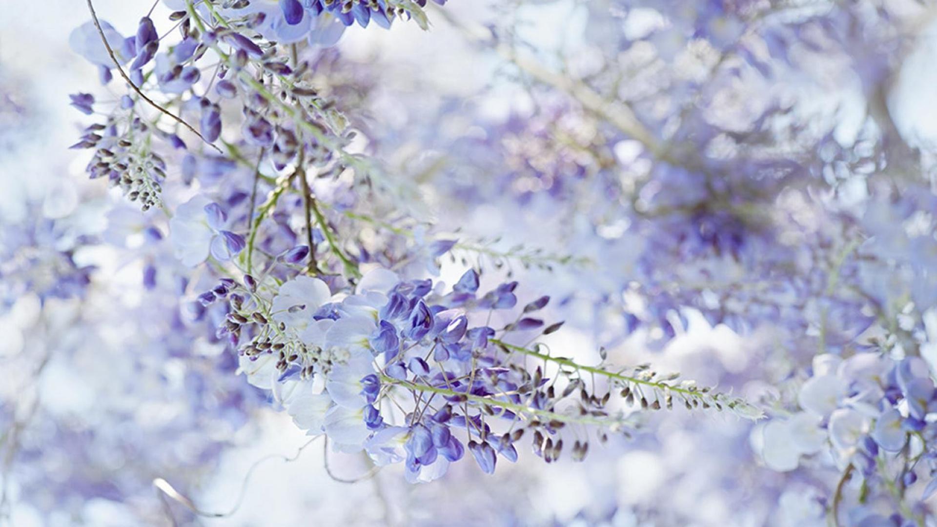 1920x1080 Wisteria Wallpaper, High Definition, High Quality, Widescreen