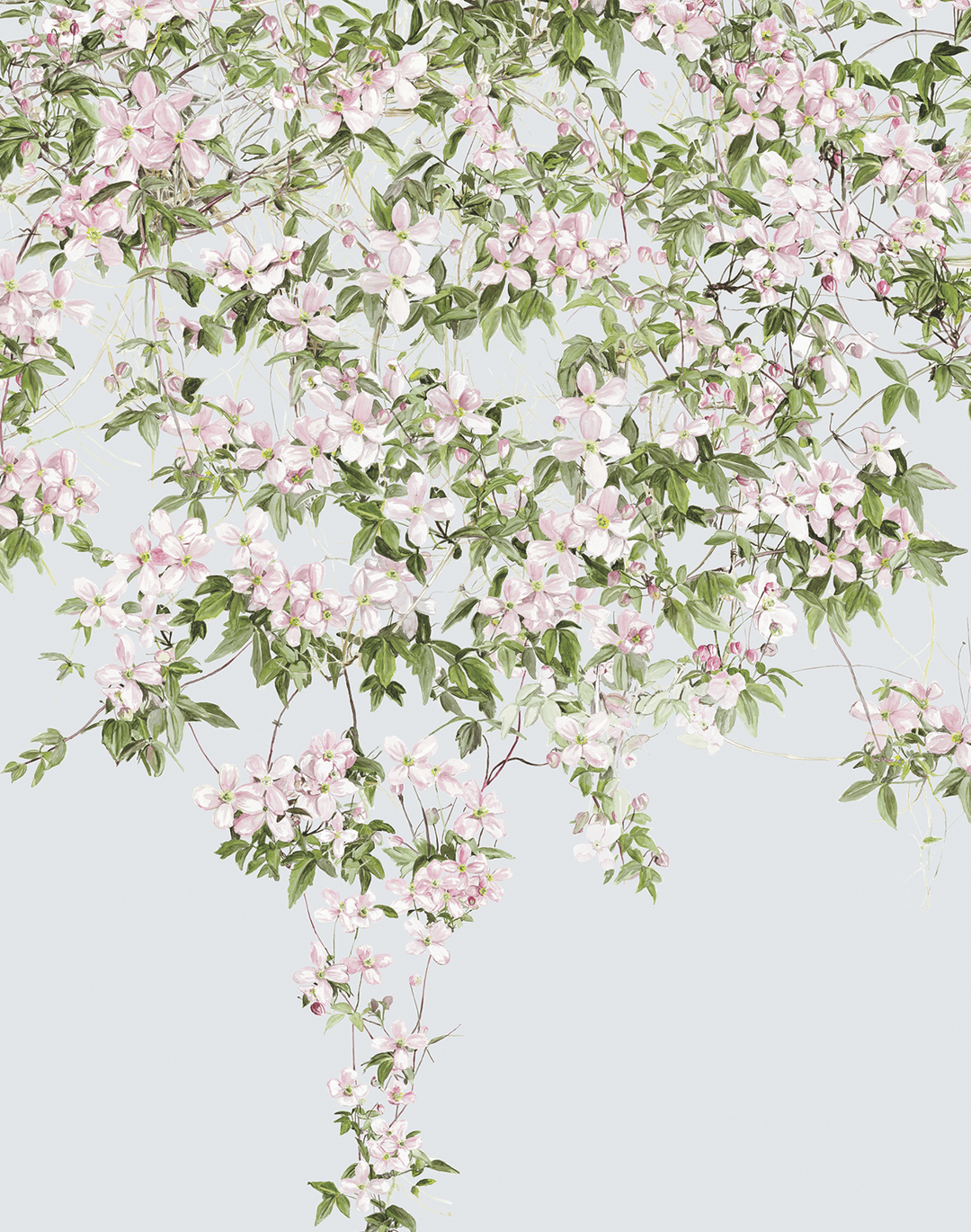 1080x1370 Clematis Mural Wallpaper Blue Roll (82.7”x 126)