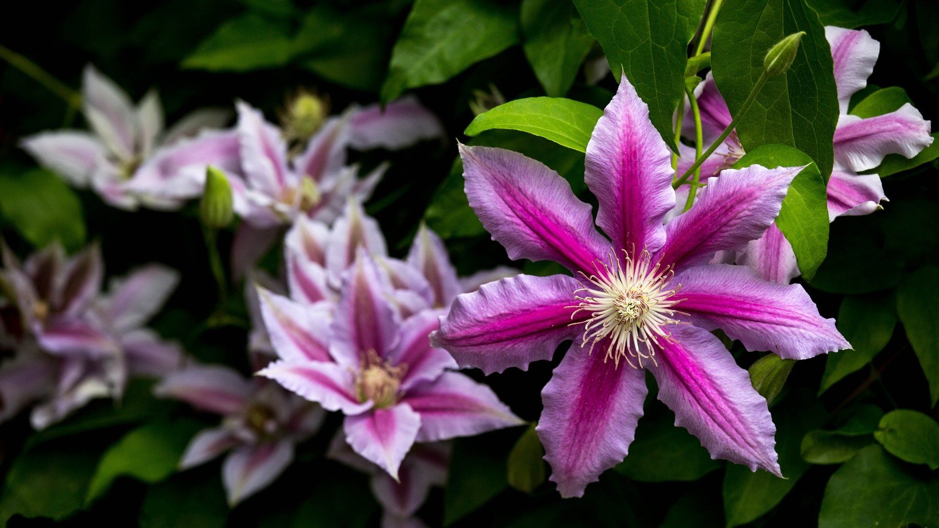 1920x1080 Download Flower Nature Clematis 4k Ultra HD Wallpaperx2160