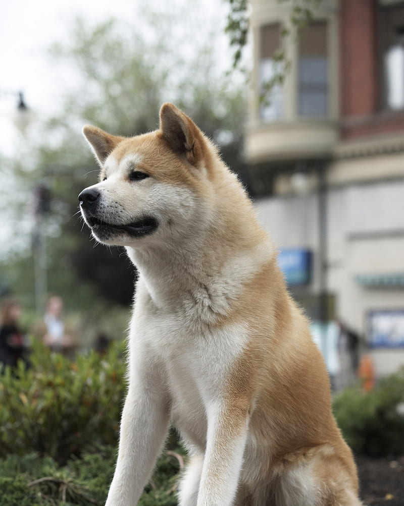 800x1003 Hachi, dog, HD phone wallpaper