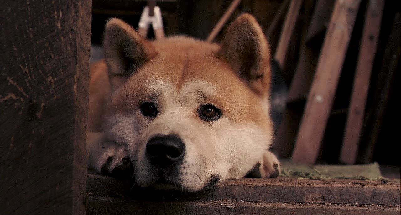 1280x688 Discover 26 Hachiko and hachiko a dog's story ideas. hachiko dog, hachiko movie, hachi a dogs tale movie and more