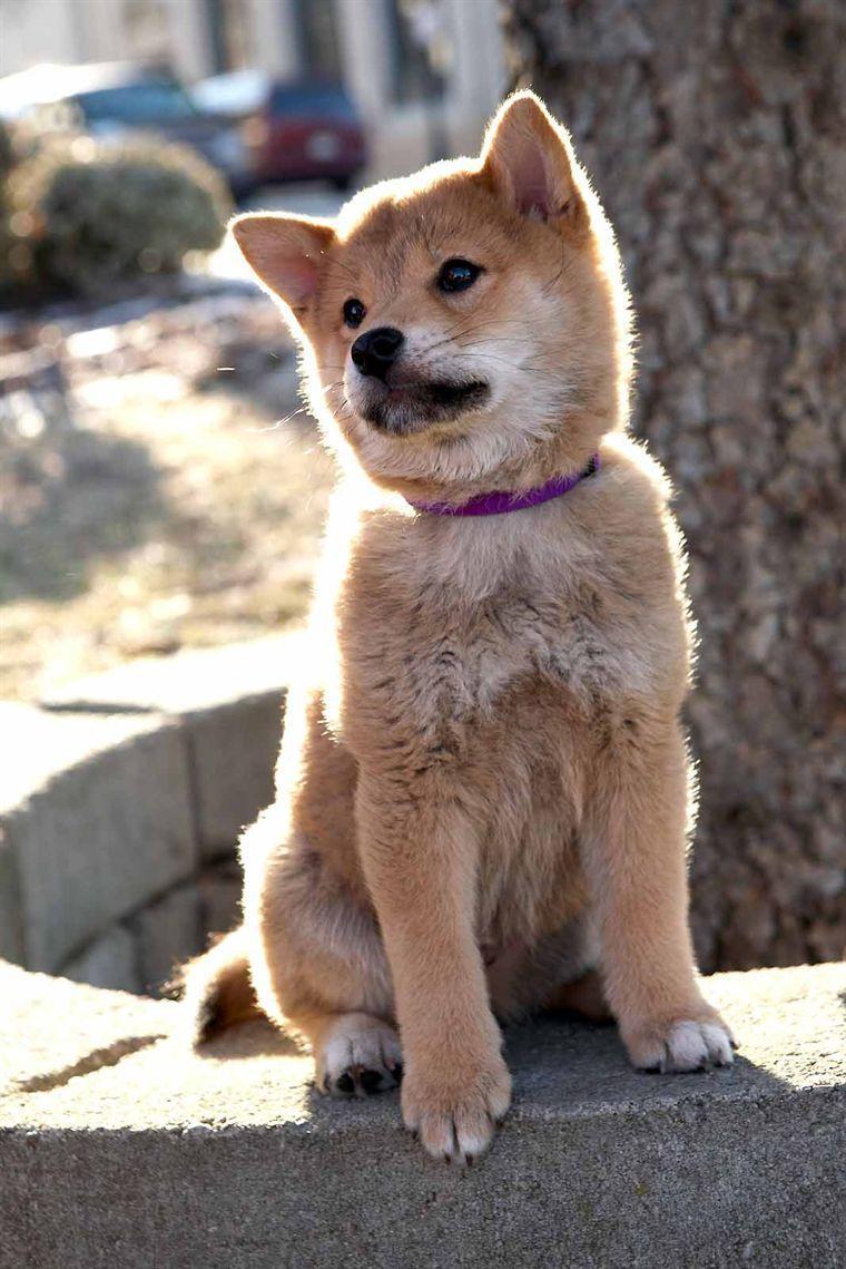 760x1139 Hachi: A Dog's Tale Wallpaper
