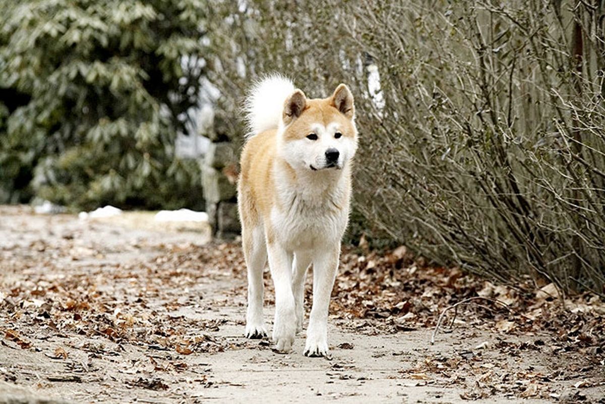 1200x801 Hachi: A Dog's Tale Wallpaper