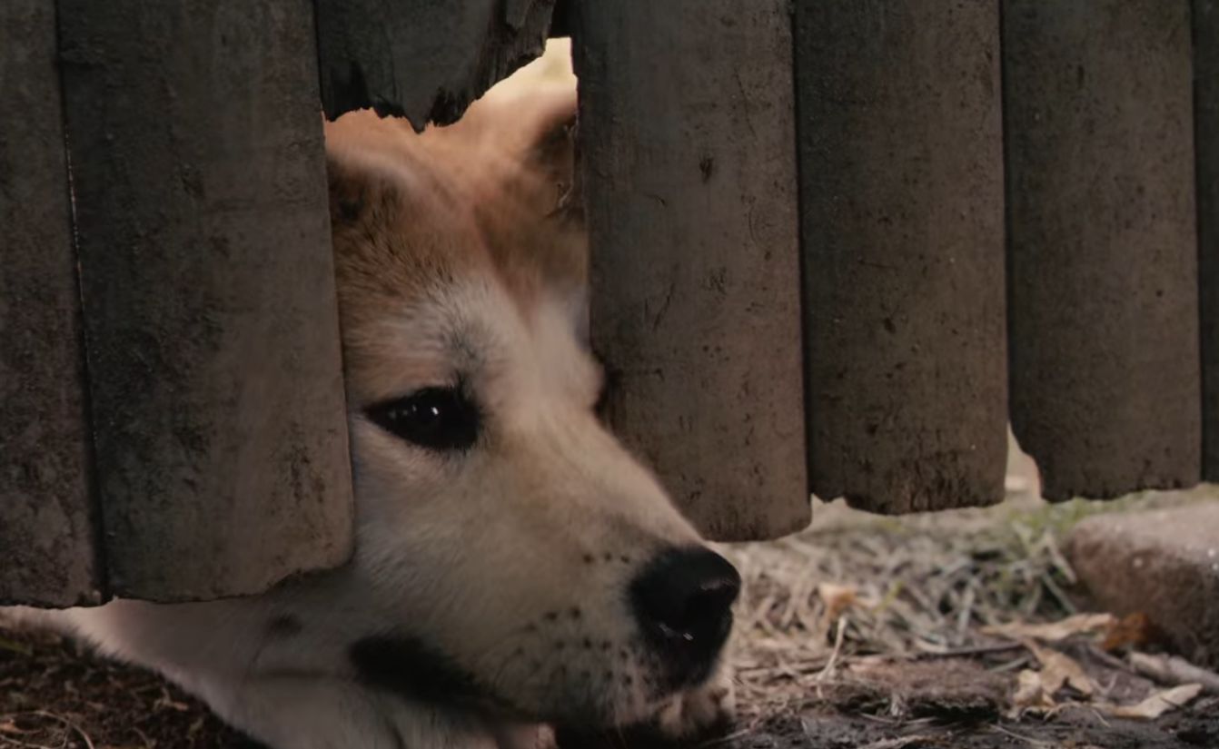 1342x825 The Film Sufi: “Hachi: A Dog's Tale” Hallström (2009)
