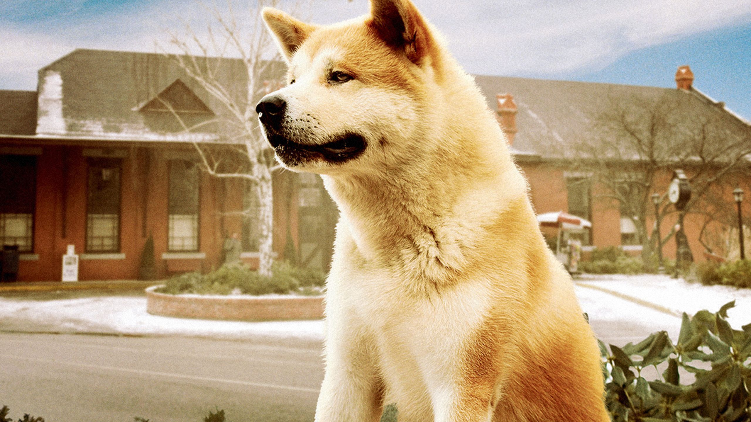 2560x1440 Hachi: A Dog's Tale Trailer