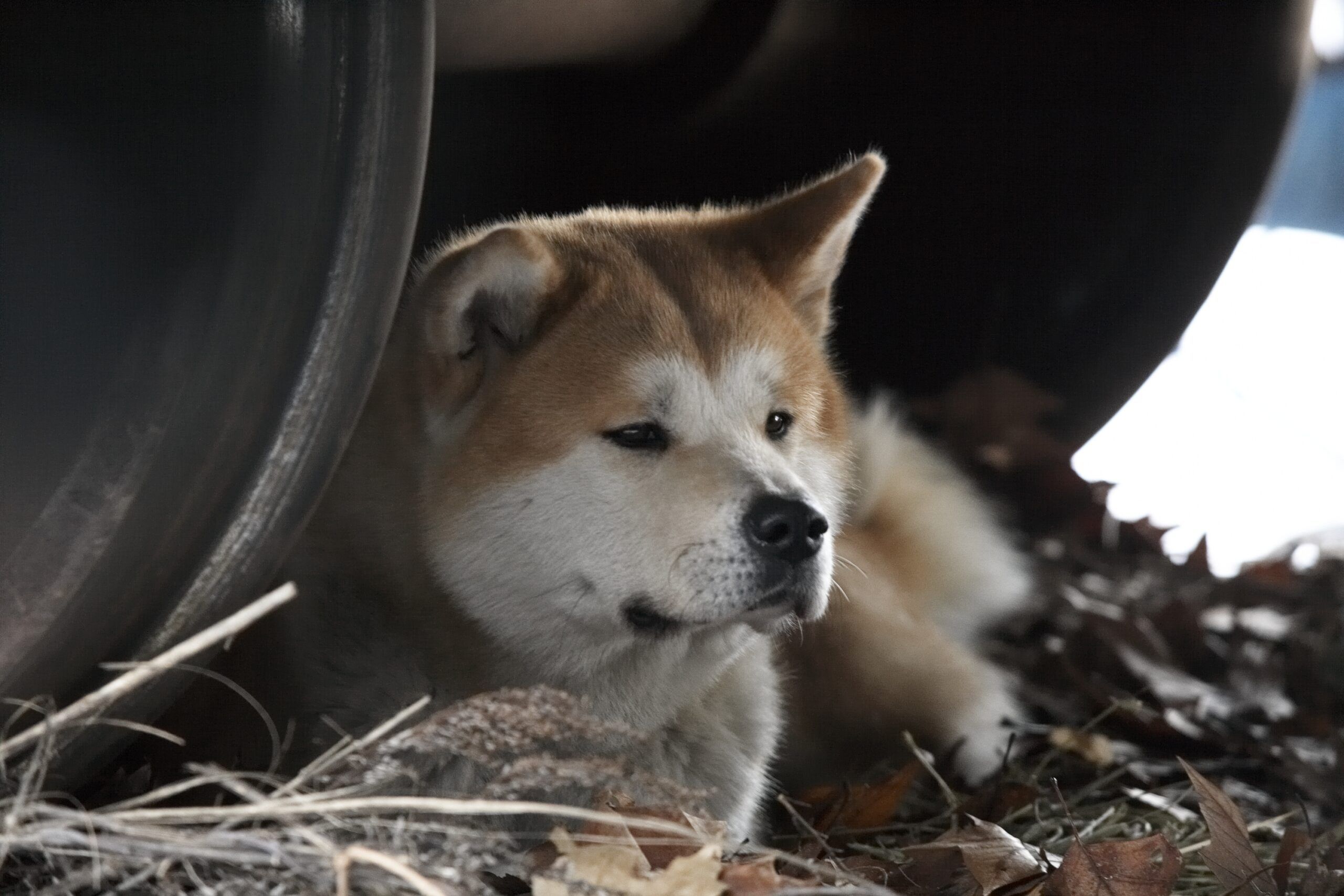 2560x1707 Update from Forrest Star from Hachi: A Dog's Tale. Vicki Wong and Hachi