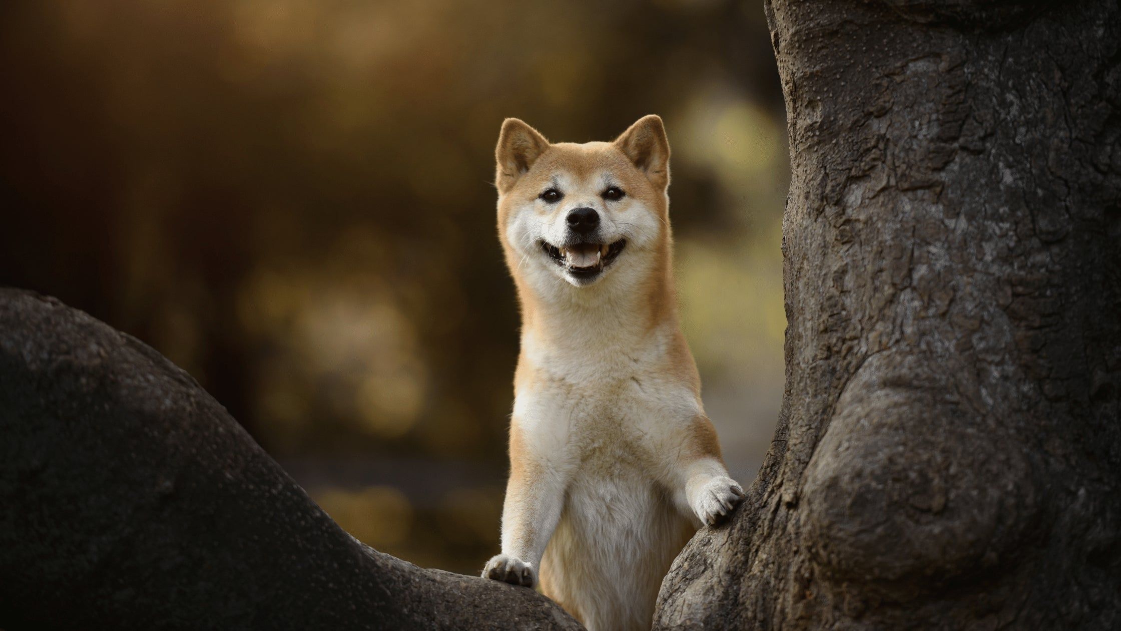 2240x1260 The Famous and Heartwarming Story about a Dog Named Hachiko