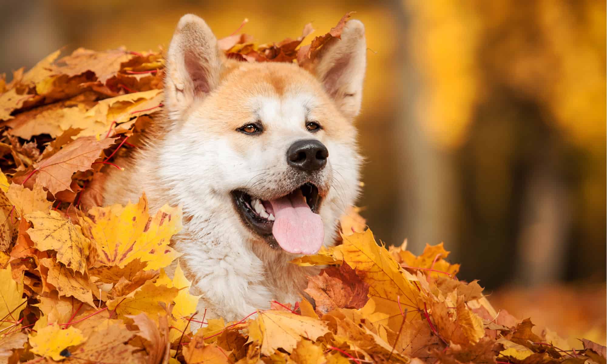 2000x1200 What Kind Of Dog Is Hachi? Breed Information, Picture, And Facts Z Animals