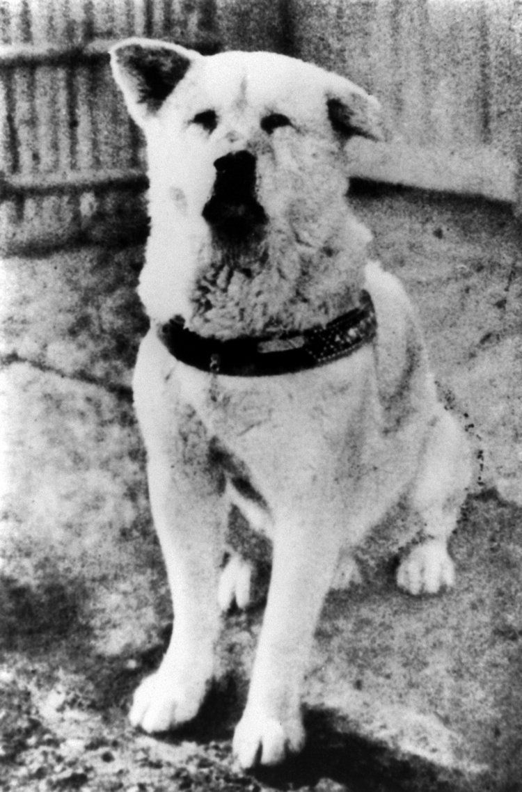 750x1138 The Tale of the most loyal Dog