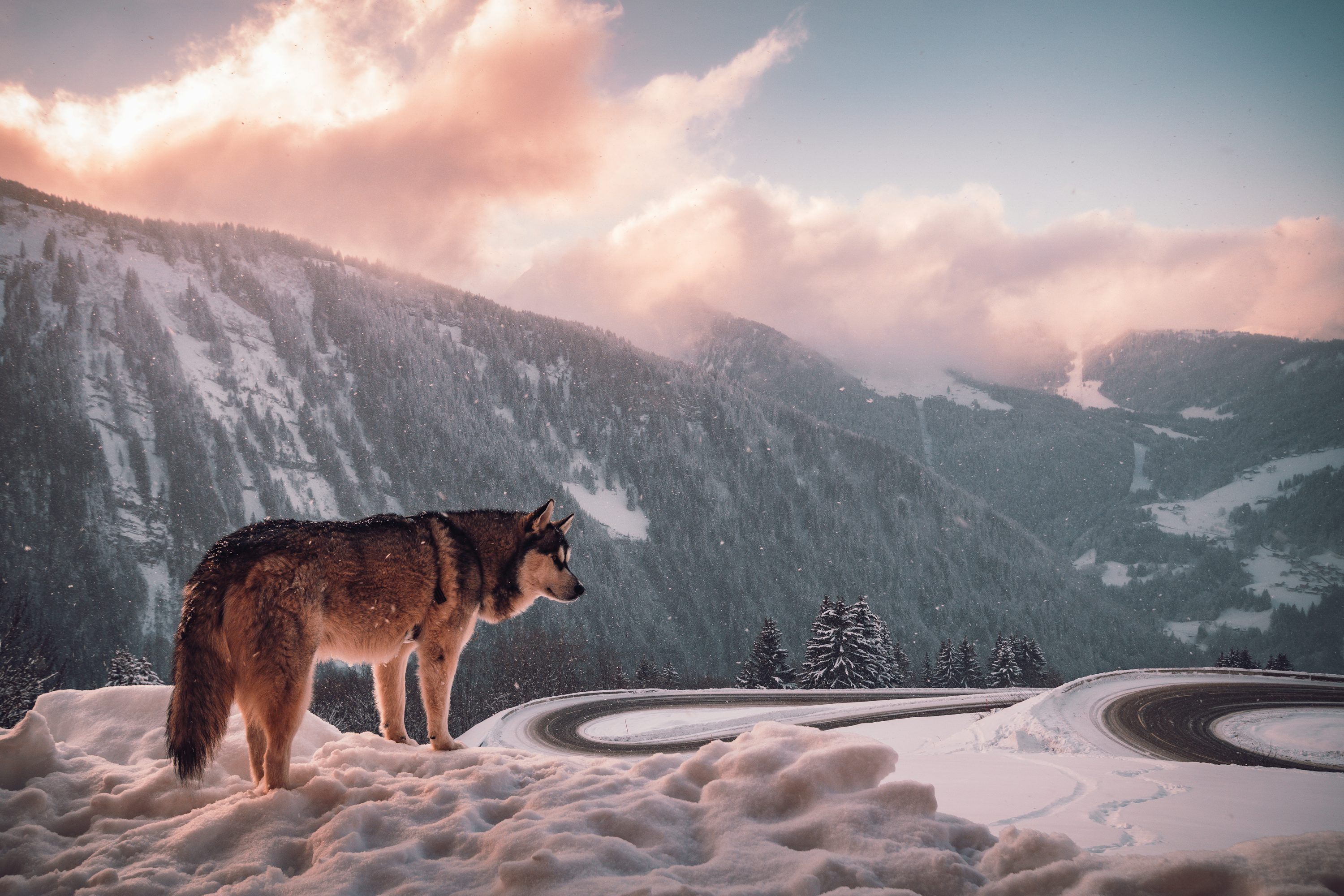 3000x2000 A wolf stands on a snowy mountain road at sunset. photo