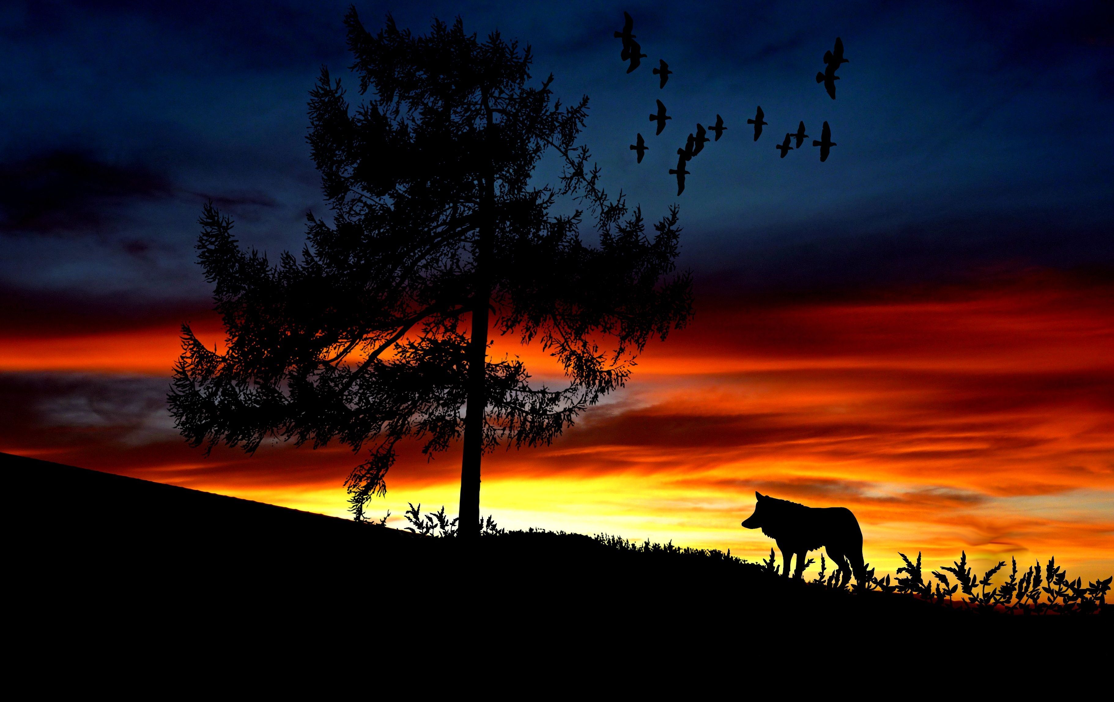 3643x2297 Wolf Landscape Photo, Download The BEST Free Wolf Landscape & HD Image