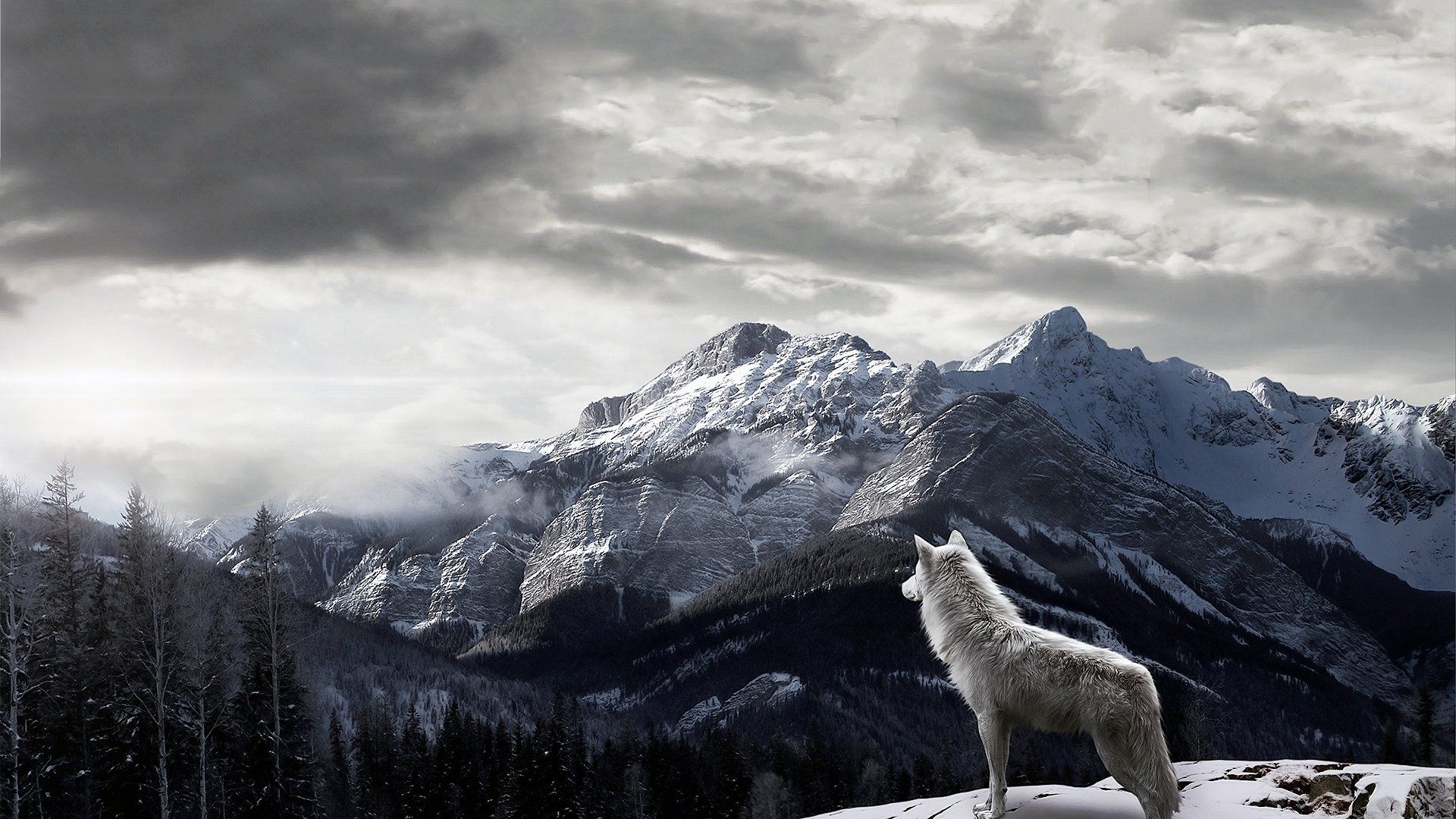 1920x1080 Majestic Wolf in Serene Mountain Landscape Wallpaperx1080