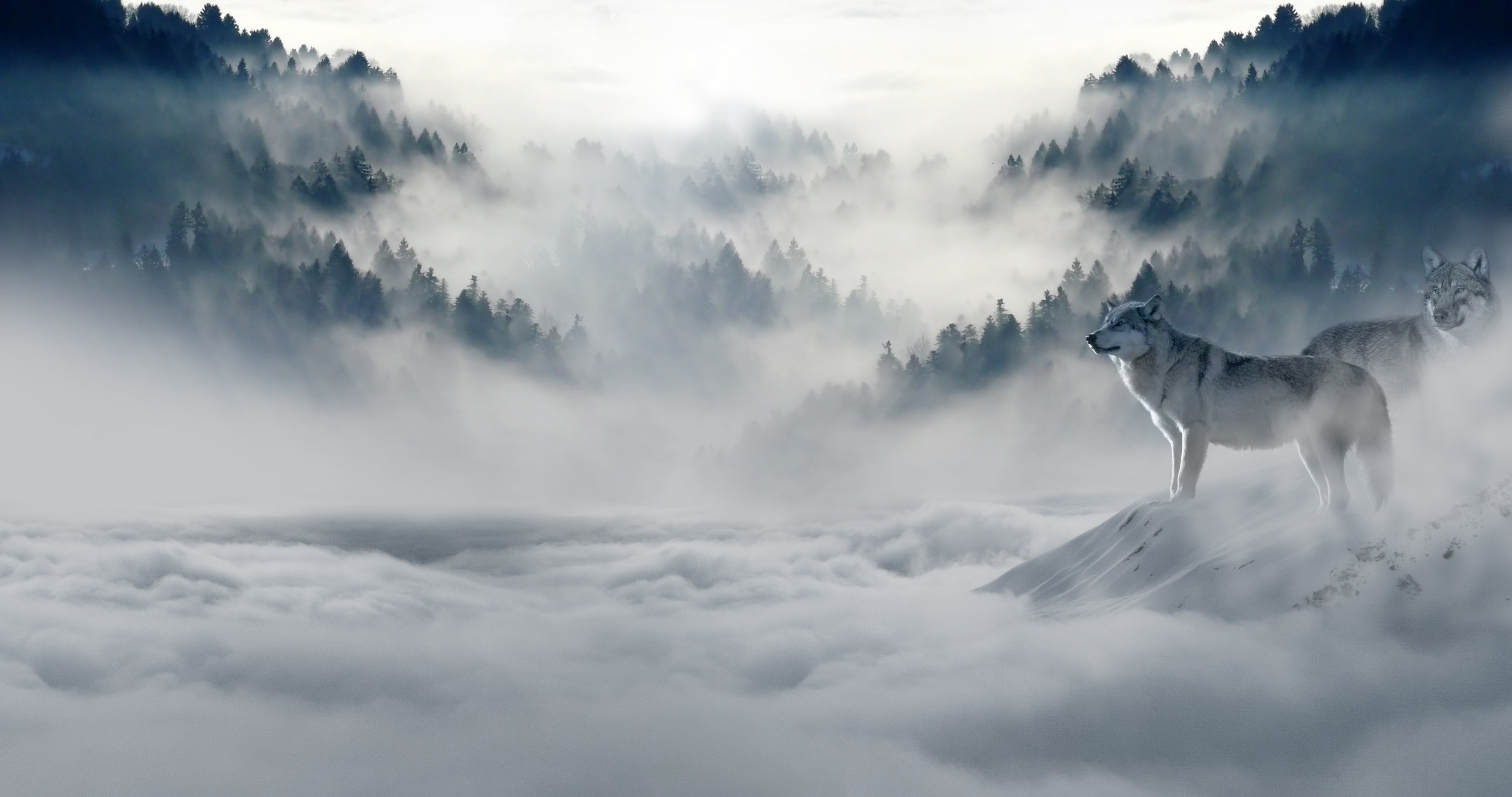 4096x2160 Royalty Free Photo: Photography Of White Wolf