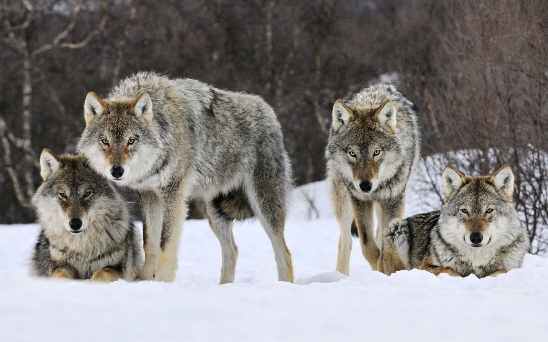 1920x1200 Majestic Wolves in HD: A Stunning Winter Wallpaperx1200