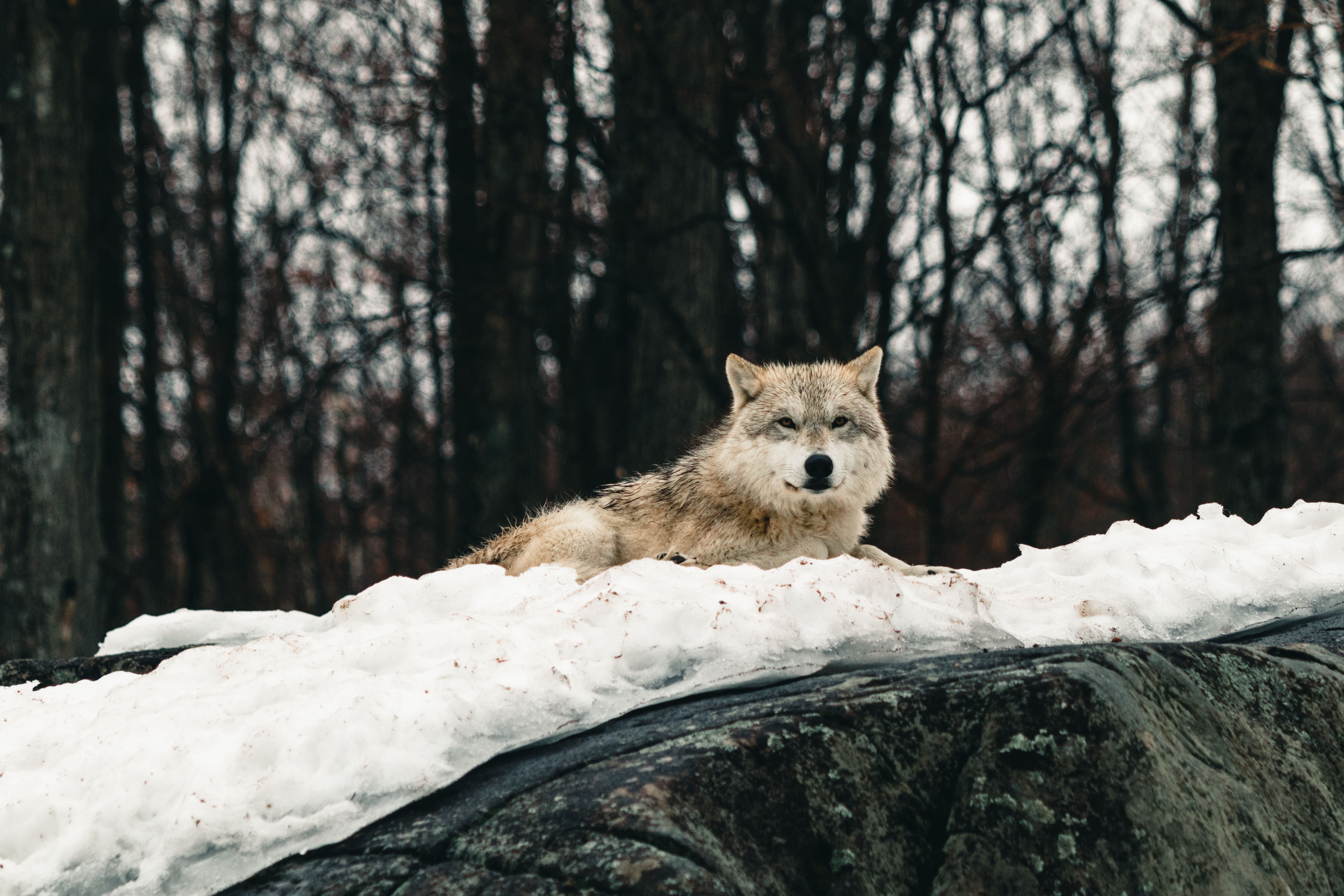 6000x4000 Wolf Landscape Photo, Download The BEST Free Wolf Landscape & HD Image
